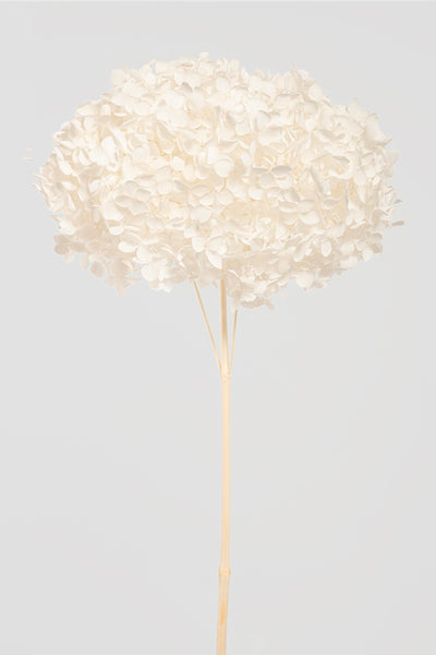 Ortensia Annabelle | White