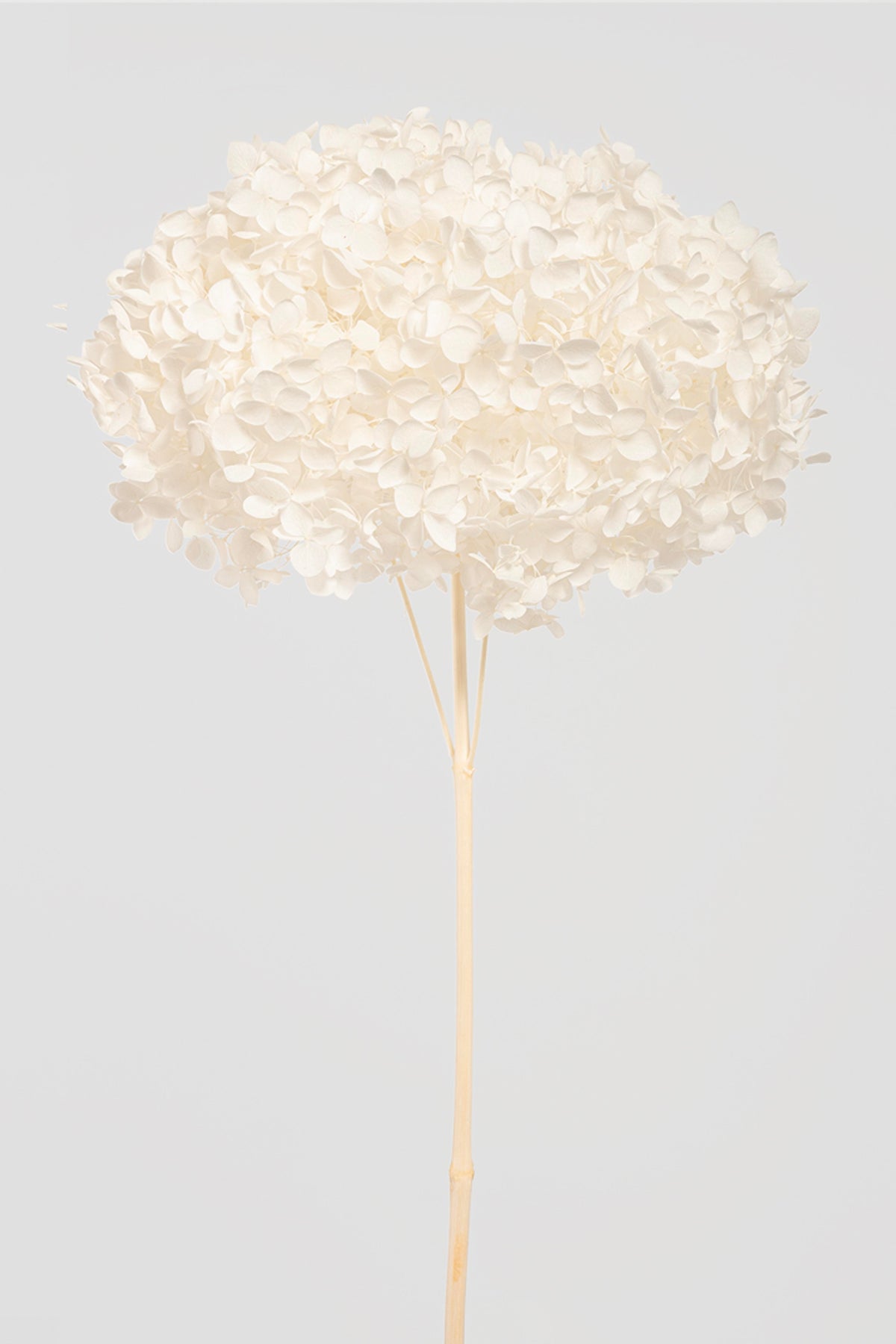 Ortensia Annabelle | White