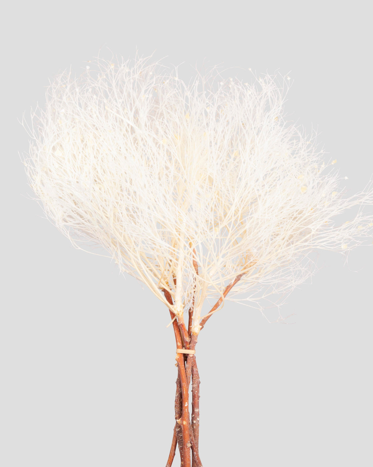 Dream Grass | White