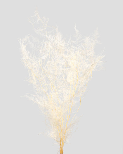Asparagus | White