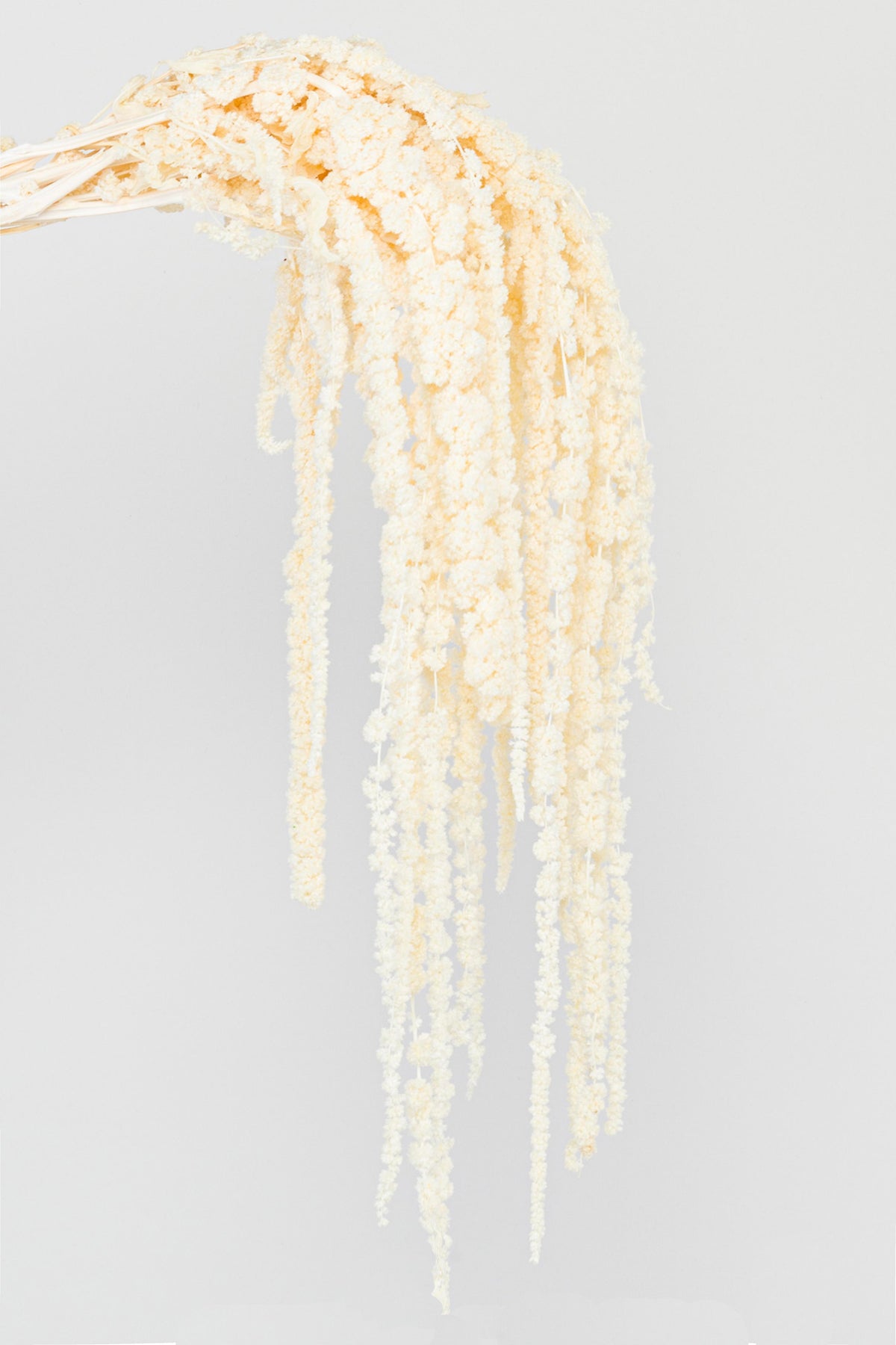 Amaranto | White