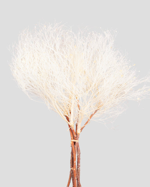 Dream Grass | White