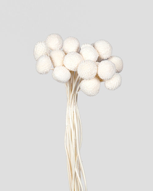 Craspedia | 20 steli - White