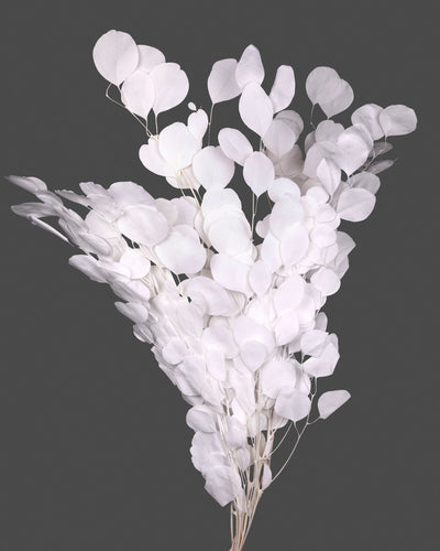 Eucalipto Populus | White