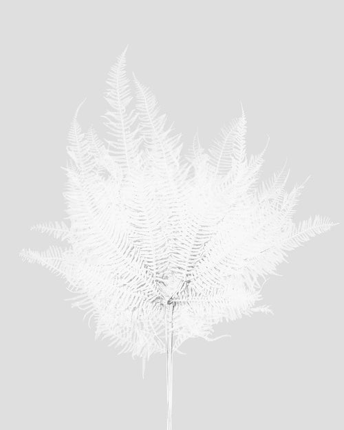 Felce di Montagna | White