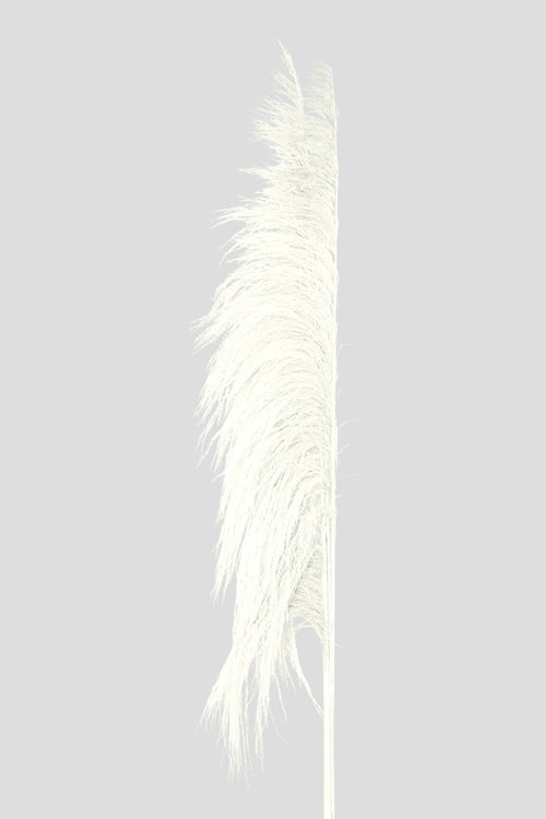 Feather Pampas 5 steli | White