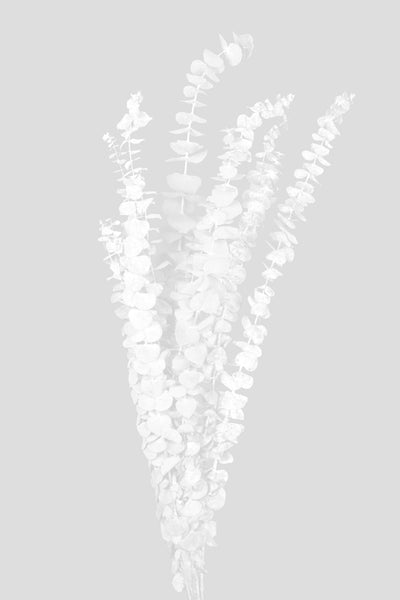 Eucalyptus Baby Blue | White
