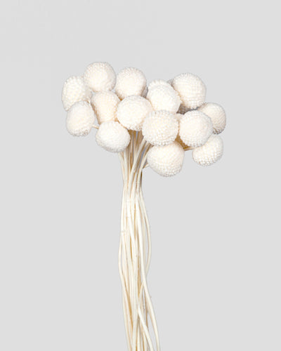 Craspedia | 20 steli - White