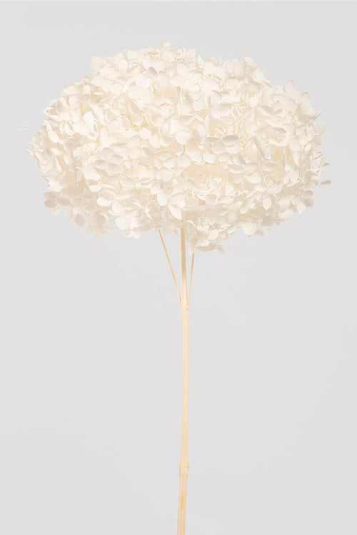 Ortensia Annabelle | White