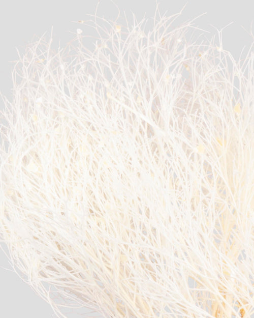 Dream Grass | White