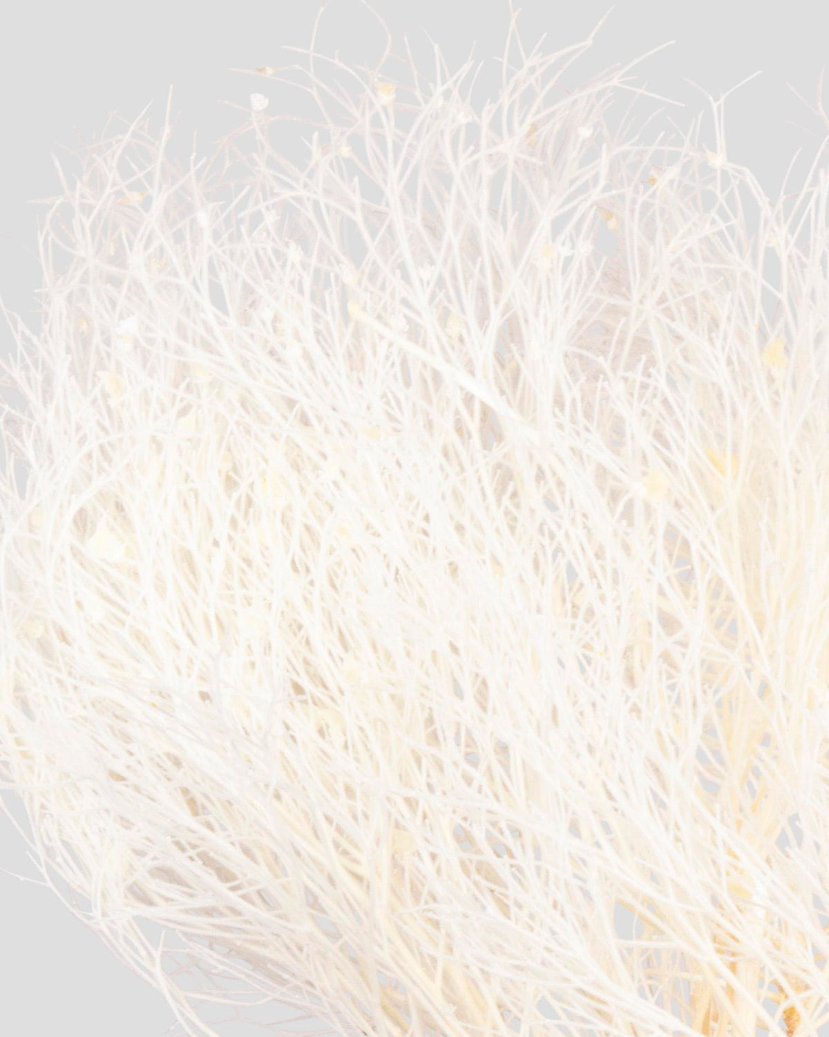 Dream Grass | White