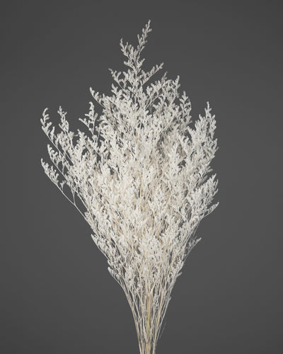 Limonium |  White