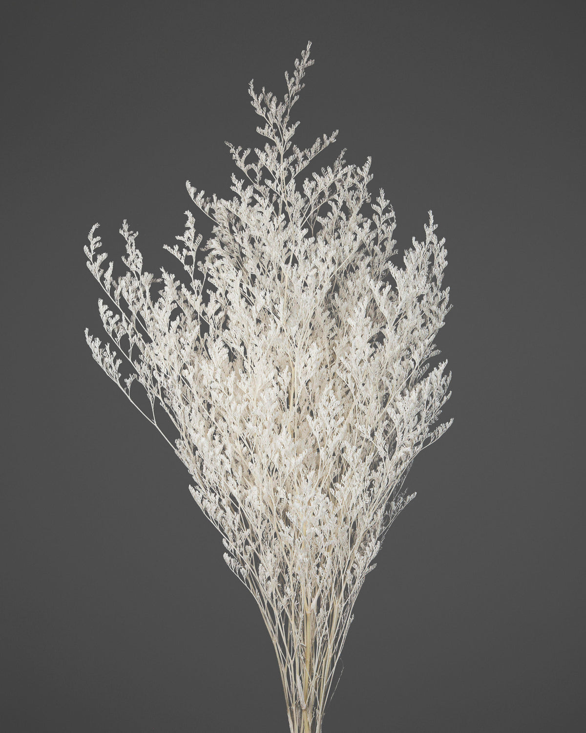 Limonium |  White
