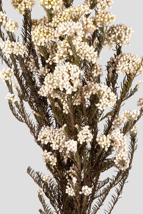 Helichrysum | White