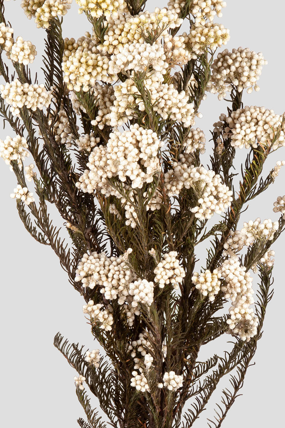 Helichrysum | White