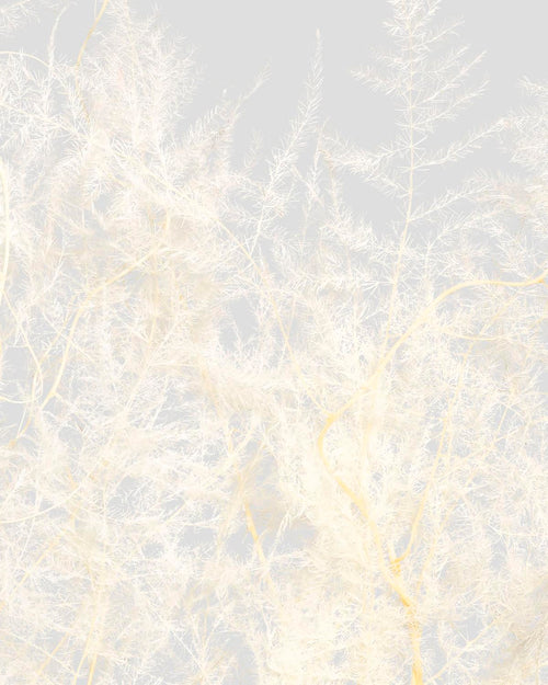 Asparagus | White