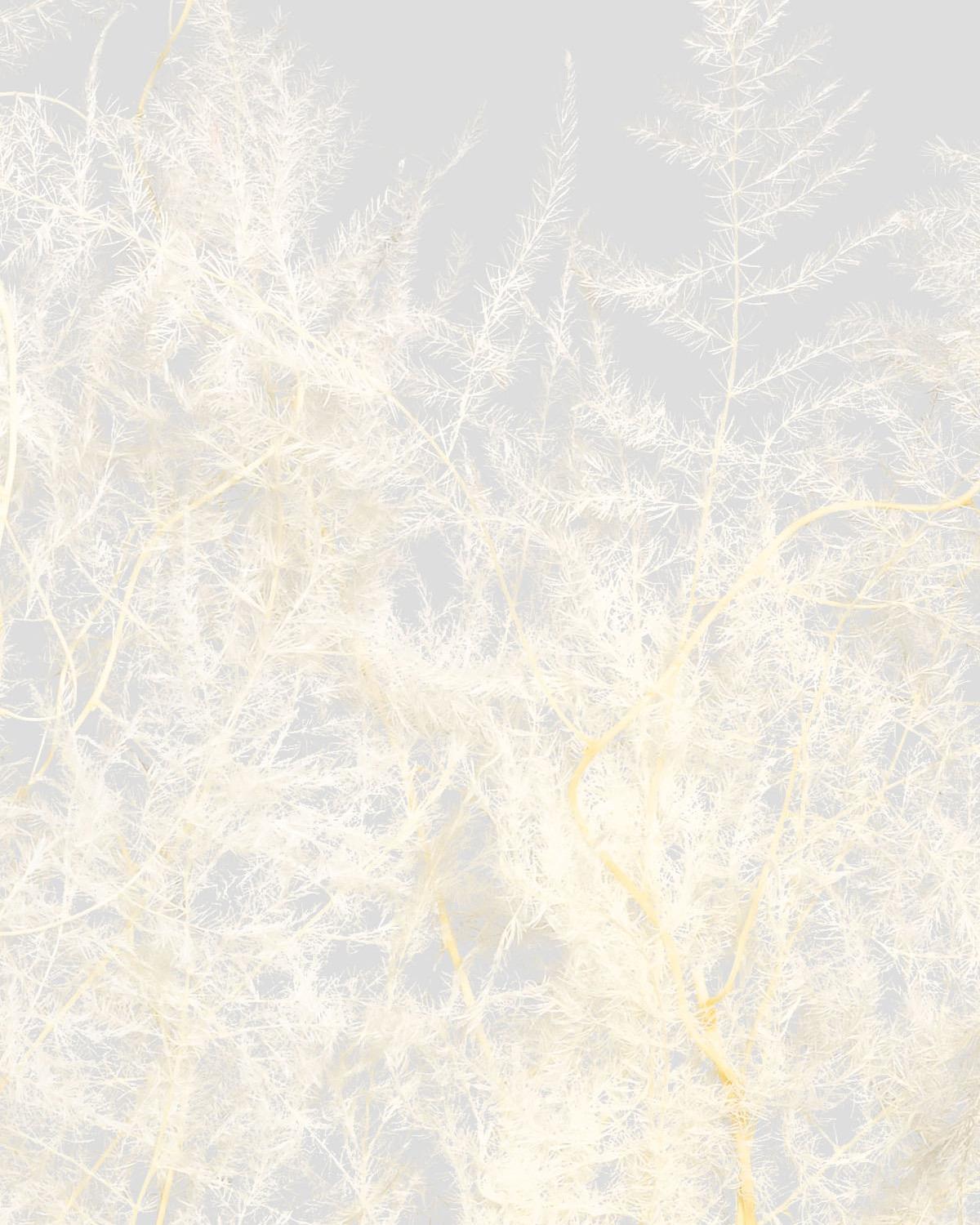 Asparagus | White