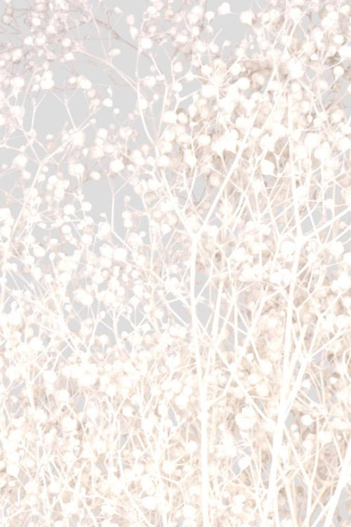 Mini-Gypsophila | White