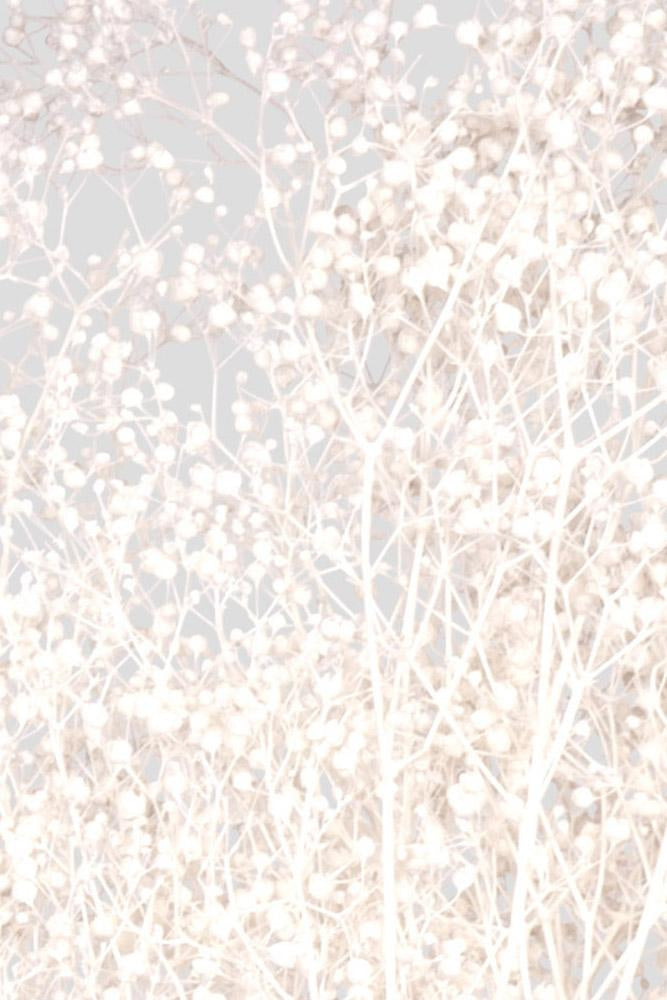 Mini-Gypsophila | White