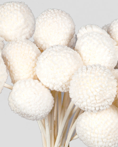 Craspedia | 20 steli - White