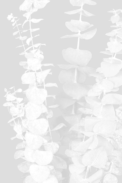 Eucalyptus Baby Blue | White