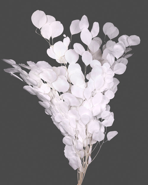 Eucalipto Populus | White