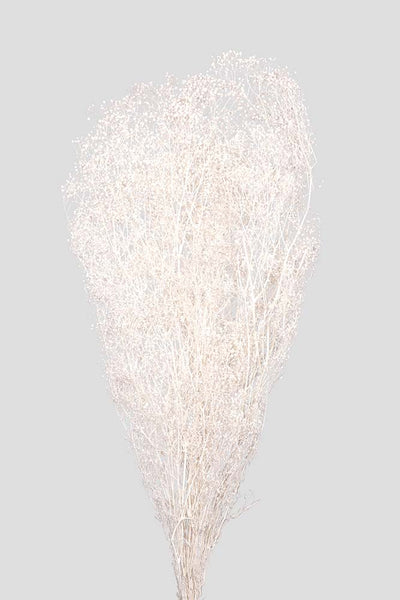 Mini-Gypsophila | White