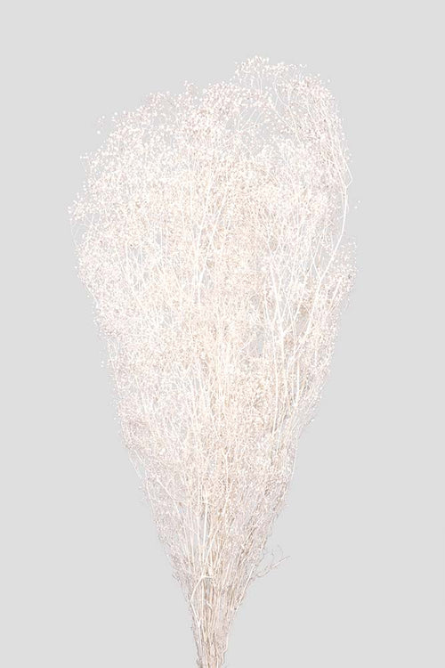 Mini-Gypsophila | White