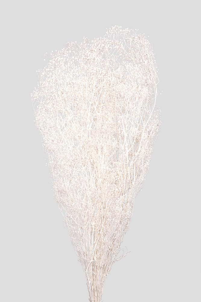 Mini-Gypsophila | White