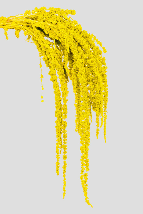 Amaranto | Yellow
