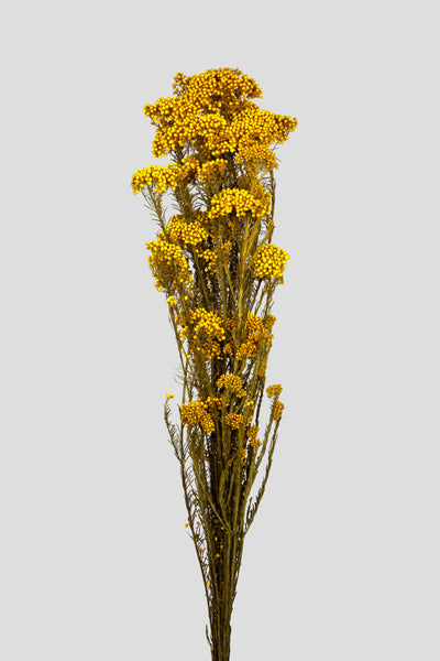 Helichrysum | Yellow