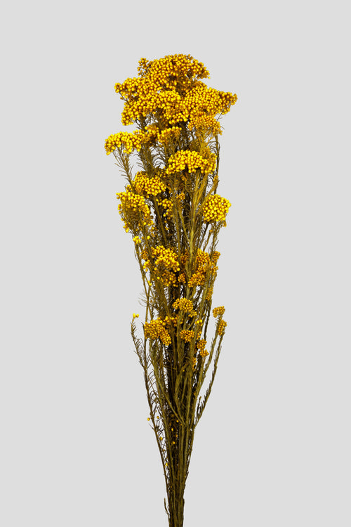 Helichrysum | Yellow