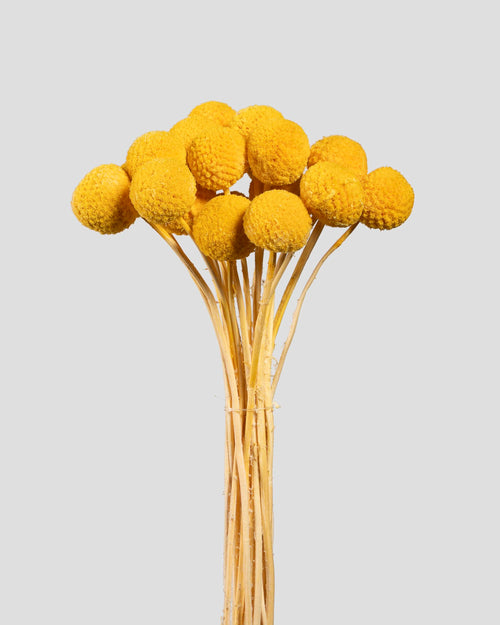 Craspedia | 20 steli - Yellow