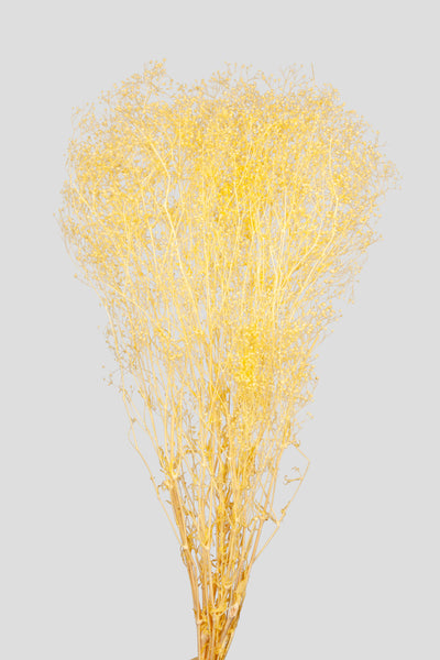 Mini-Gypsophila | Yellow