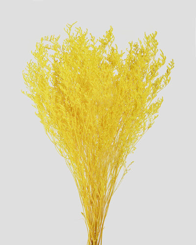 Limonium | Yellow