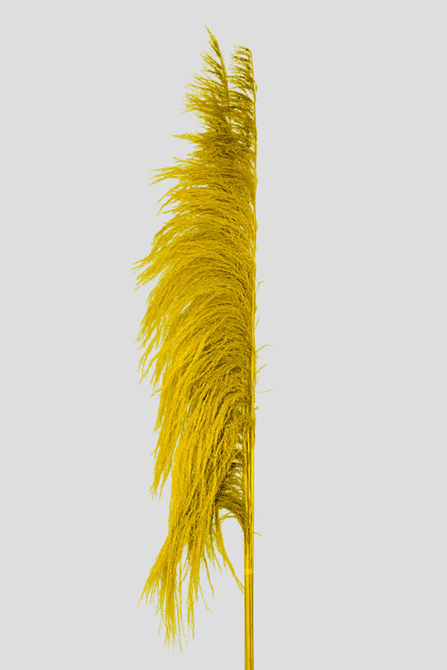 Feather Pampas 5 steli | Yellow
