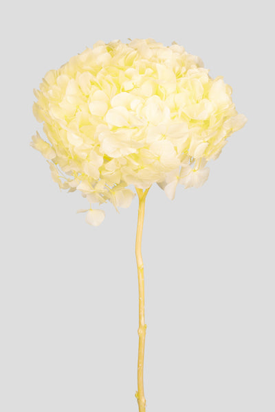 Ortensia Big Leaf | Yellow