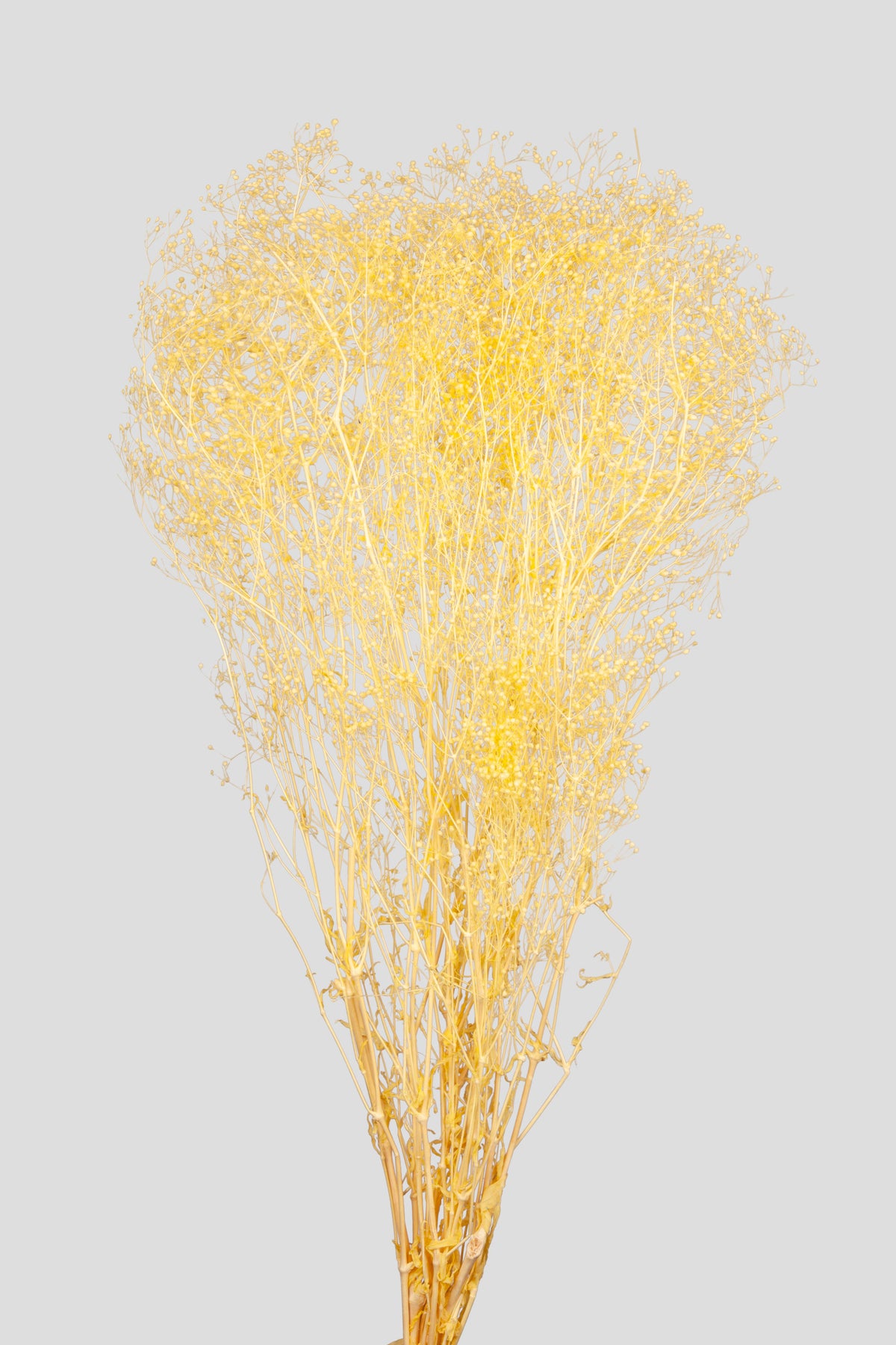 Mini-Gypsophila | Yellow