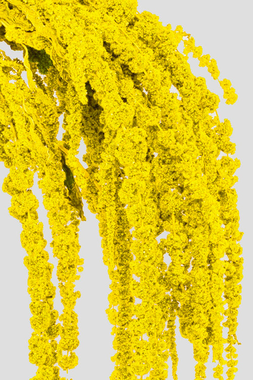 Amaranto | Yellow