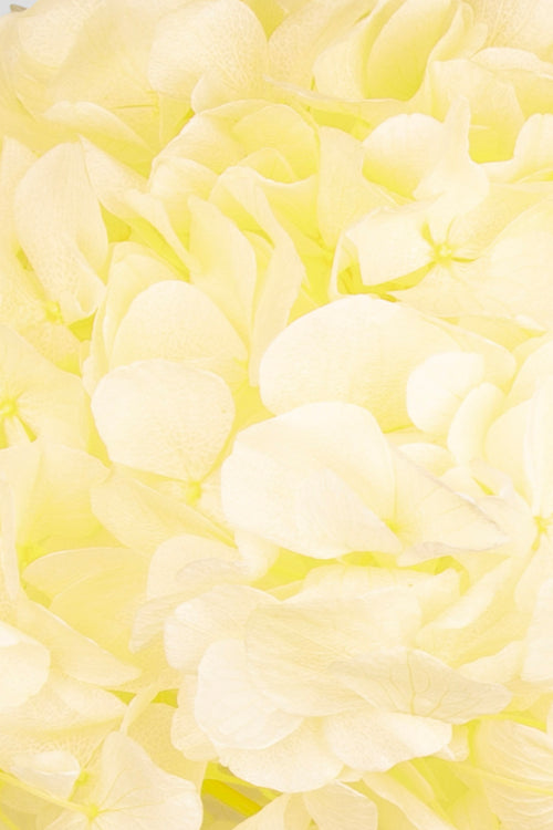 Ortensia Big Leaf | Yellow