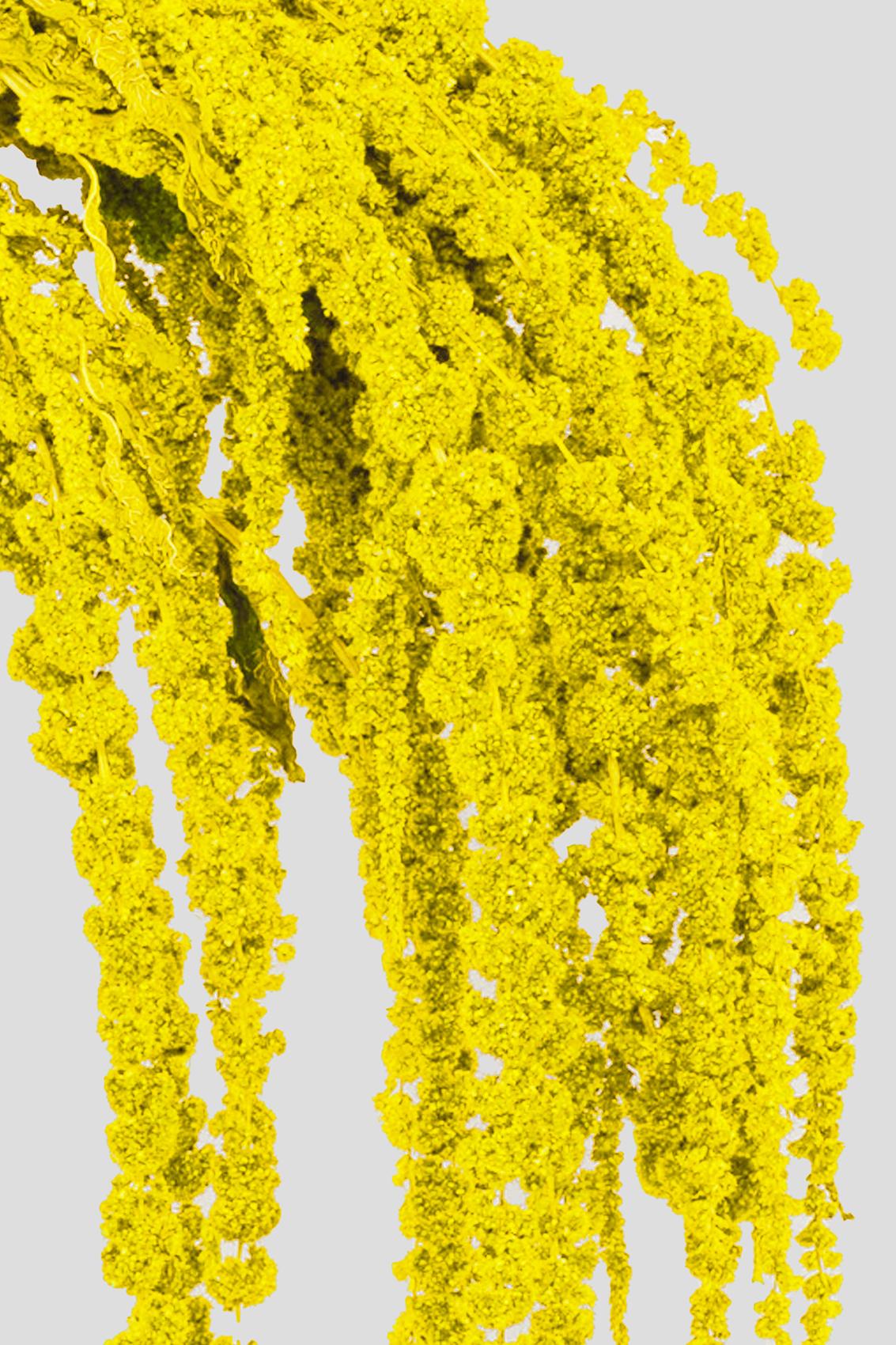 Amaranto | Yellow