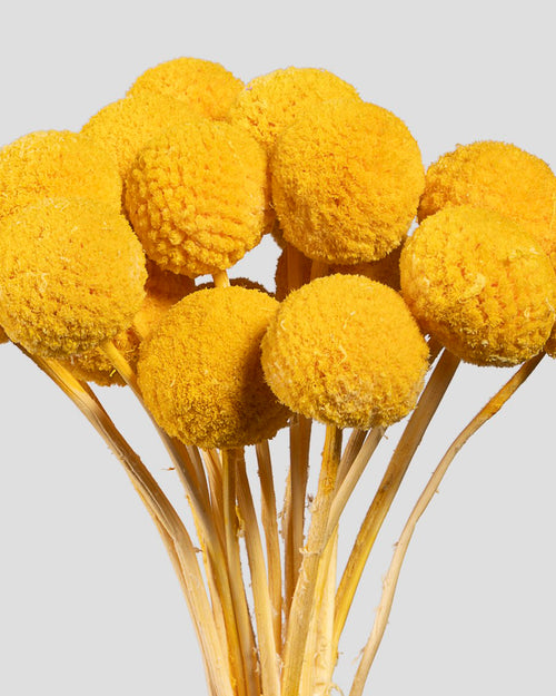 Craspedia | 20 steli - Yellow