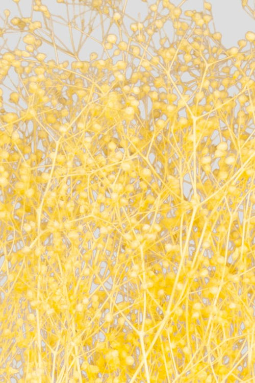 Mini-Gypsophila | Yellow