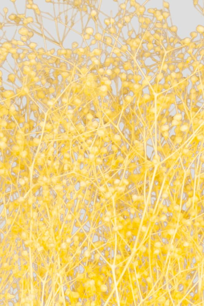 Mini-Gypsophila | Yellow
