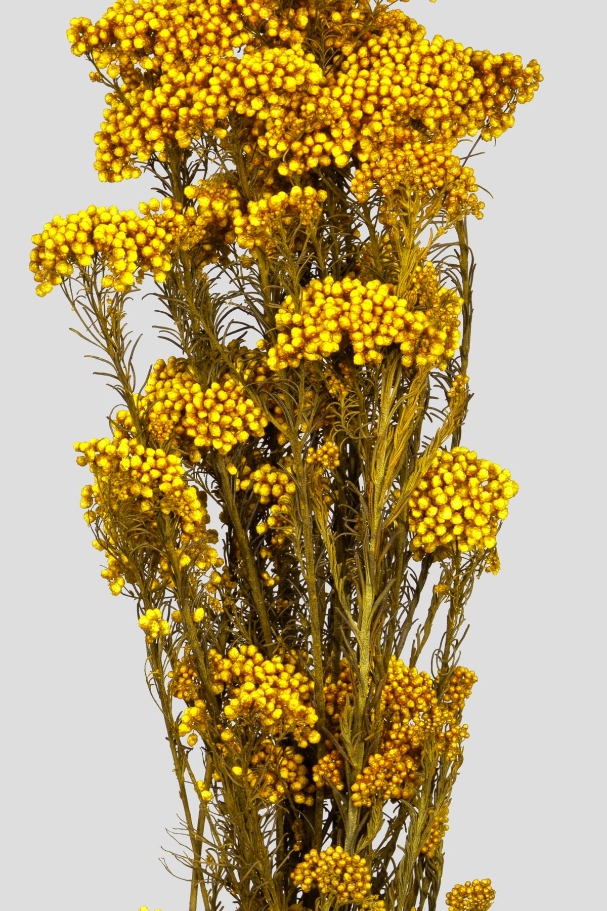 Helichrysum | Yellow