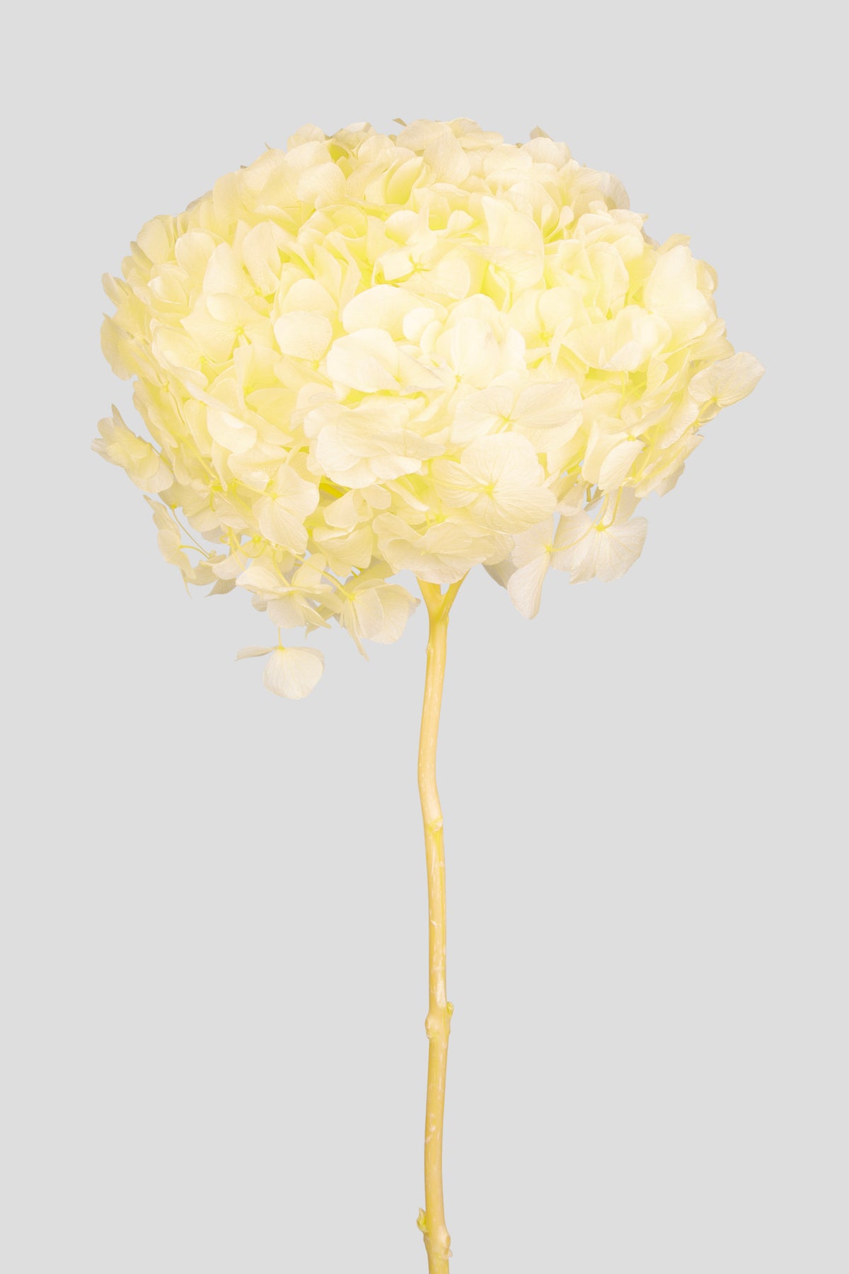 Ortensia Big Leaf | Yellow