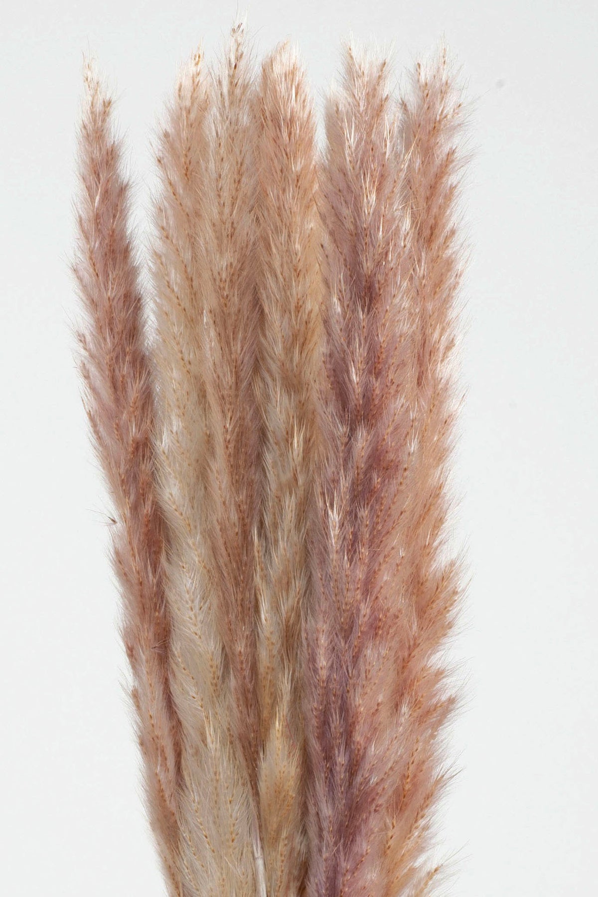 Tail Reed Mini