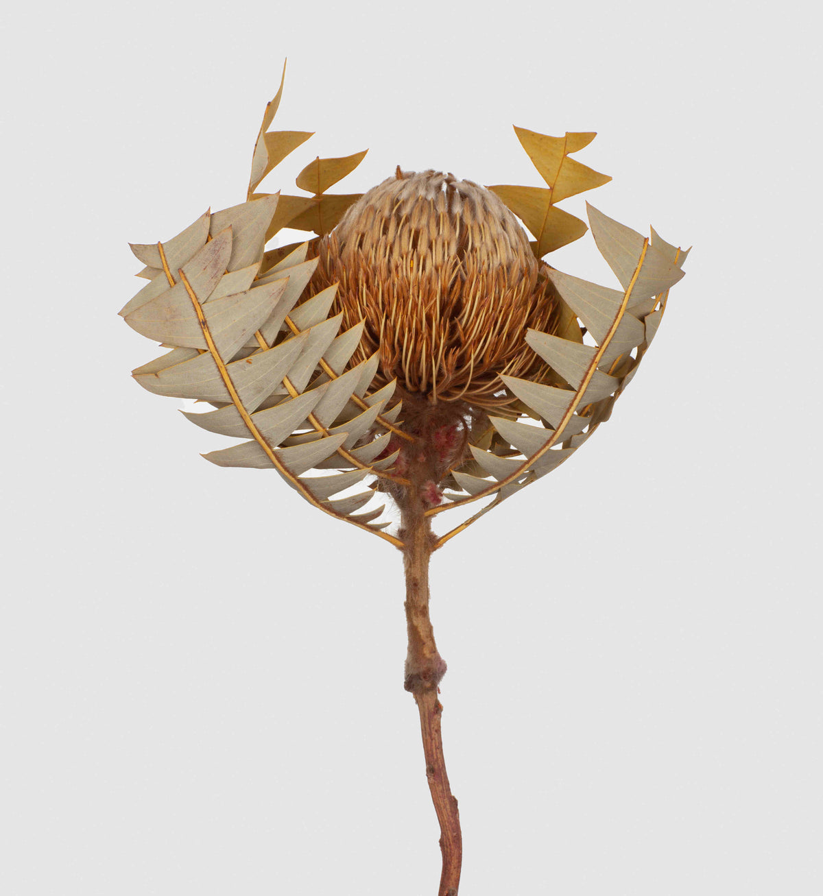 Banksia Baxteri