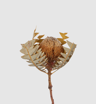 Banksia Baxteri