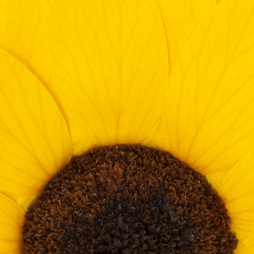 Sunflower | Box of 1